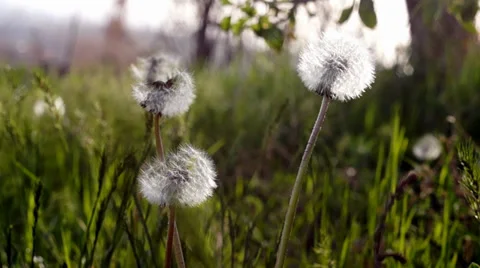 Macro of a Grown dandelion Stock Footage 37272519