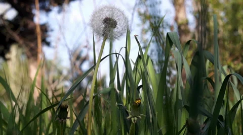 Macro of a Grown dandelion Stock Footage 37272635