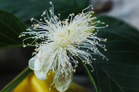 Macro of guava glower Stock Photos