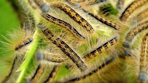 Macro Gypsy moth caterpillar (Lymantria Dispar) Stock Footage