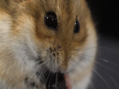 Macro hamster eats treat side view slow motion Stock Footage 75973691