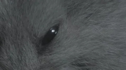 Macro hamster eye and pan to fur Stock Footage 68742449