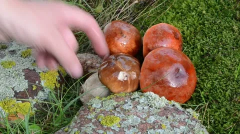 Macro hand pick gather stacked orange red cap mushrooms Stock Footage 22171142