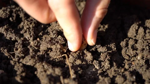 Macro of a Hand Planting a Seed Stock Footage 95644470