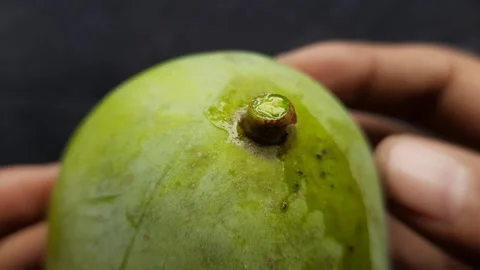 Macro Hand Touching Cut Mango Stem with Sap Stock Footage 310176803