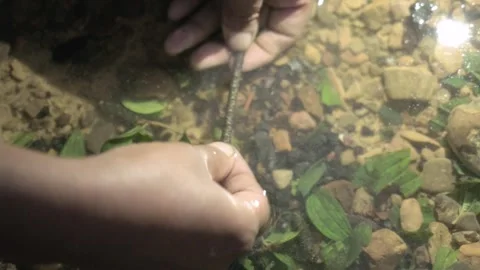 Macro of Hands Cleaning Wild Edible Caterpillar in Clear Stream Water Stock Footage 346762378