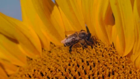 Macro, Hardworking Bee Collects Nectar from Young Sunflower Flower at Dawn Stock Footage 113762181