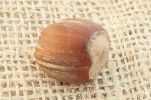 Macro of hazelnut on jute background in studio Stock Photos