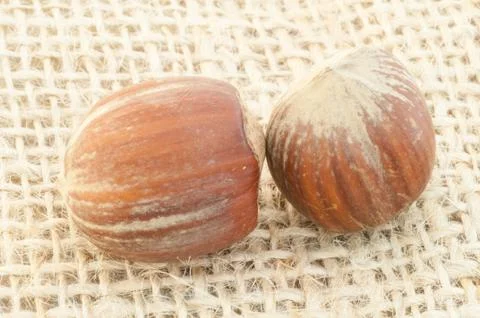 Macro of hazelnuts on jute background in studio Stock Photos
