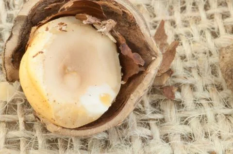 Macro of hazelnuts on jute background in studio Stock Photos