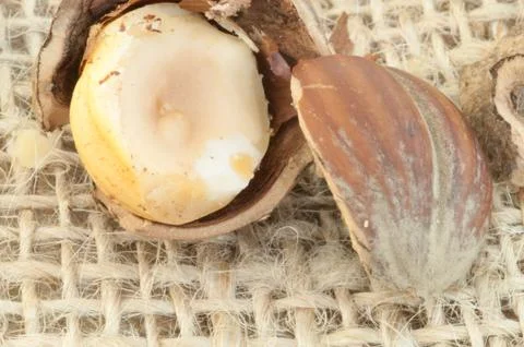Macro of hazelnuts on jute background in studio Stock Photos