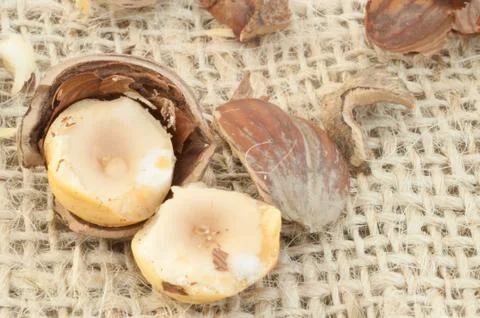 Macro of hazelnuts on jute background in studio Stock Photos