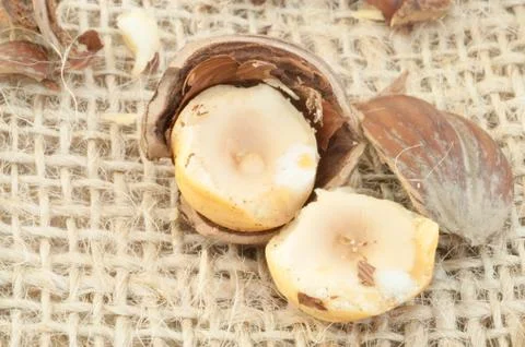 Macro of hazelnuts on jute background in studio Stock Photos