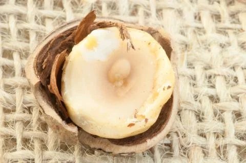 Macro of hazelnuts on jute background in studio Stock Photos