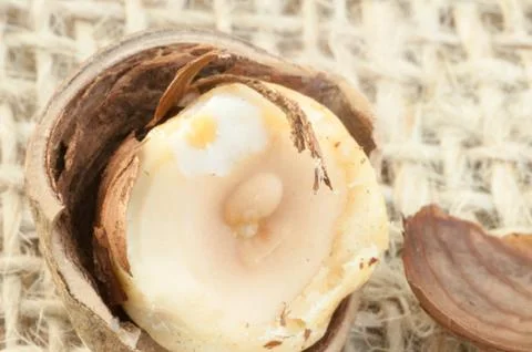 Macro of hazelnuts on jute background in studio Stock Photos