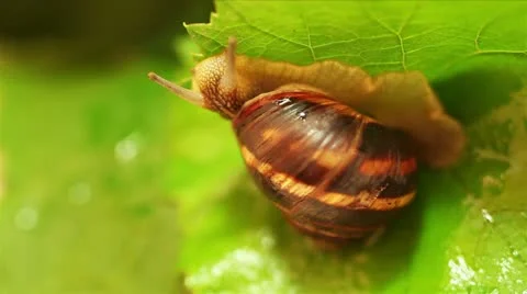 Macro HD : Snail on the bright green leaf under the Rain Stockbeeldmateriaal 18153958