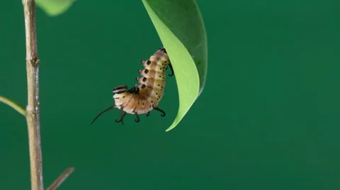 Macro HD, Time lapse of caterpillar turning into cocoon on green Video stock 40783487