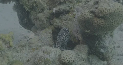 Macro HDR Shot of a beautiful moray eel hunting Stock Footage 311636391