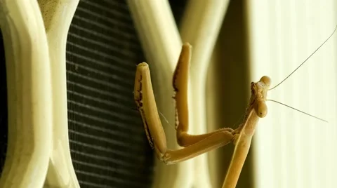 Macro of head and forelegs of praying mantis (Tenodera australasiae), 4K 30p Stock Footage 59315032