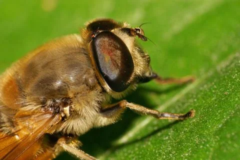 Macro head of Caucasian fluffy hoverfly Eristalis arbustorum on green leaf Stock Photos