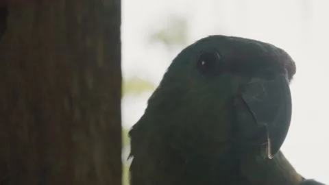 Macro Headshot Of Festive Amazon Parrot In Ecuador, Amazon Rainforest. Stock Footage 214702072