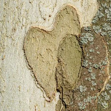 Macro of Heart-Shaped Platane Tree Bark Pattern with Lichen 写真素材
