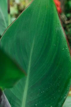 Macro of hearth leaf and drop dew Stock Photos