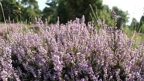 Macro of Heather blossom in Eifel region at Germany. 스톡 동영상 121751897
