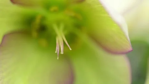 Macro of Hellebore flower heads Video stock 85142765