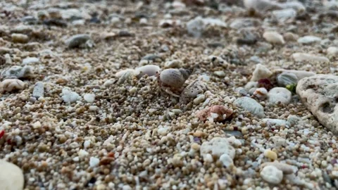 Macro Hermit Crab Crawling on Coarse Sand Beach in Bali Stock Footage 337354631