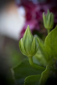 A macro of hibiscus bud Stock Photos