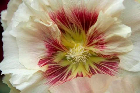 Macro of Hibiscus Stock Photos