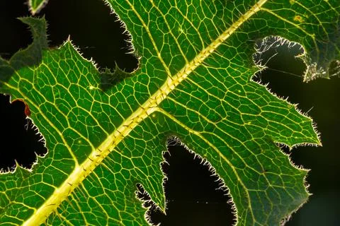 MACRO HOJA VERDE Stock Photos