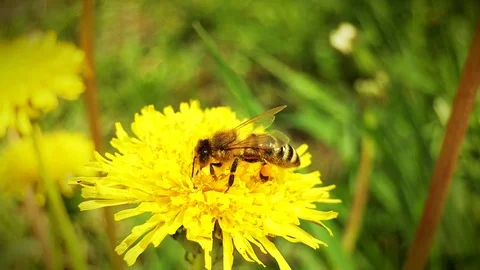 Macro of Honey Bee collecting pollen and on yellow flower Stock Footage