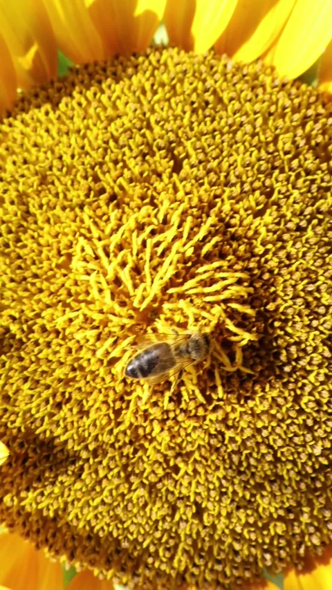 Macro honey bee collects nectar on vibrant sunflower in summer Stock Footage 340135810