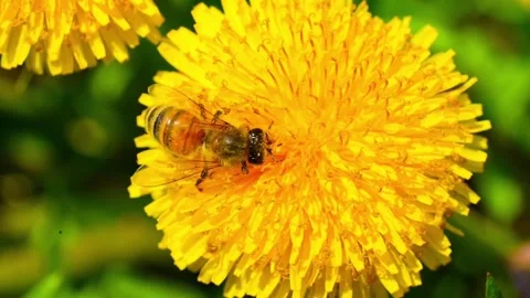 Macro. The honey bee collects pollen from a dandelion flower. Collects nectar 스톡 동영상 339328777