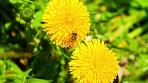 Macro. The honey bee collects pollen from a dandelion flower. Collects nectar Stock Footage 345343264