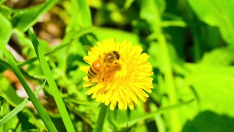 Macro. The honey bee collects pollen from a dandelion flower. Collects nectar 動画素材 346519765