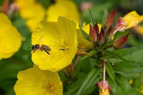 Macro of a honey bee on a Common Evening Primrose Oenothera biennis blossom Stock-Fotos