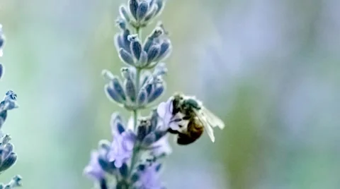 Macro of honey bee crawling over lavender flower stalk in search for nectar d Stock Footage 62937876