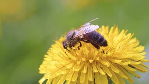 Macro of honey bee on dandelion Stock Footage 230021601