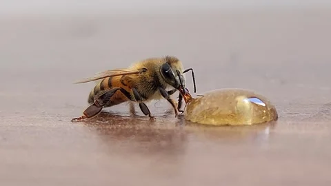 Macro of a honey bee drinking a drop of sweet amber honey Stock Footage 339927192