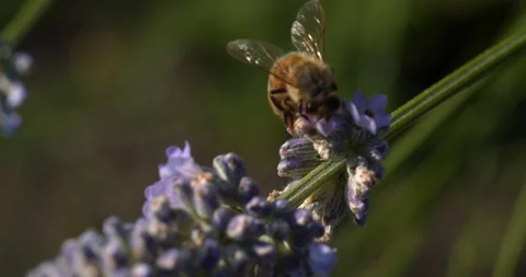 Macro on honey bee feed in evening Stock Footage 113148445