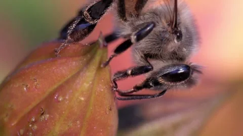 Macro Honey Bee flower pollen Stock Footage 7748165