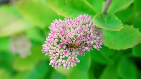 Macro of Honey Bee Foraging on Pink Sedum Stonecrop Flowers Stock Footage 346411416