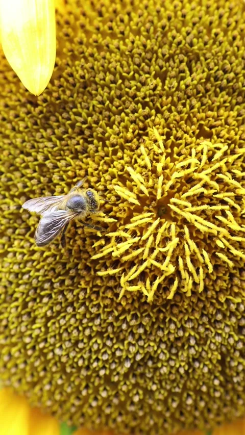 Macro honey bee gathers pollen on blooming sunflower close up Stock Footage 340135845