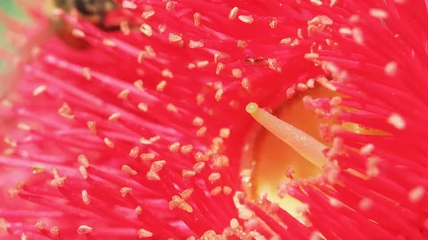 Macro of Honey bee moving to flowering gum Flower to get nector Vídeos de archivo 130129381