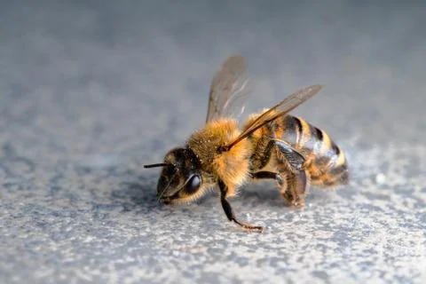 Macro of honey bee on plain background Stock Photos