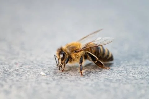 Macro of honey bee on plain background Stock Photos