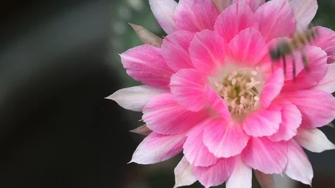 Macro of honey bee pollinating cactus flower. Stock Footage 116767257